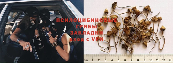 прущие грибы Куйбышев